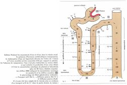 physiologie_005